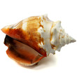 Meeresschnecke