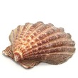 Photo: Muschelschale Muschelschale