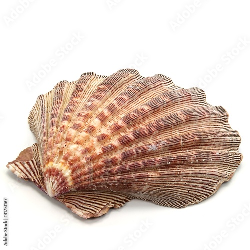 Foto: Muschelschale Muschelschale