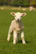 curious little lamb