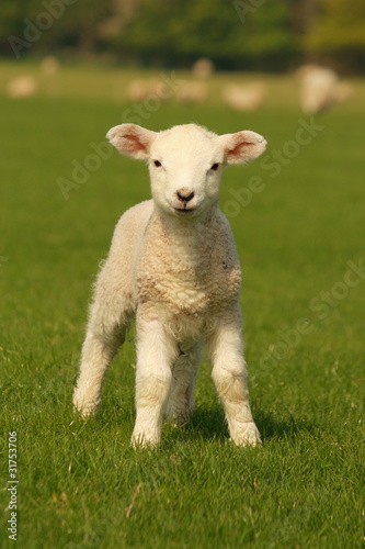 Photo: curious little lamb curious little lamb