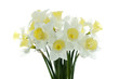 daffodil