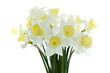 Daffodil