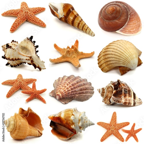 Photo: Muscheln, Schnecken und Seesterne Set Muscheln, Schnecken und Seesterne Set
