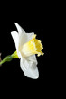 Daffodil