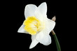 Daffodil