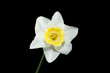 Daffodil