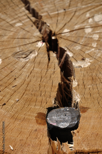 Photo: Wedge in wood Wedge in wood