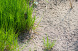 Gras und Sand