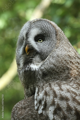 Photo: Great gray owl Great gray owl