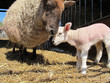 Mother Sheep and Baby Lamb Mother Sheep and Baby Lamb