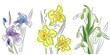Pretty collection of  flowers - iris,daffodil and snowdrop