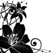 lily background
