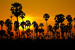 Sugar palm garden evening.