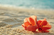 Hibiscus am Strand