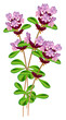 Flowering thyme. Vector illustration on white background.