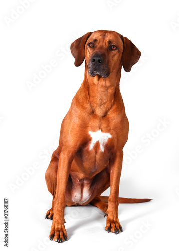 Foto: Rhodesian Ridgeback Rhodesian Ridgeback