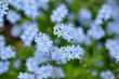 Forget me not . Flowers