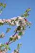 Apfelblüten