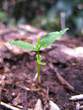 倒木から発芽するお茶の木