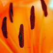 Fleur de lys