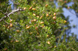 Argan nuts on tree.