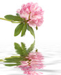 Rododendro riflesso