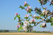 Apfelblüten