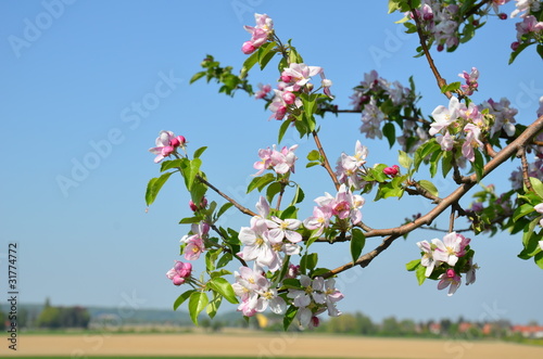 Photo: Apfelblüten Apfelblüten