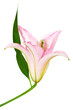 beautiful pink lily beautiful pink lily