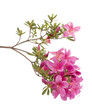 Azalea
