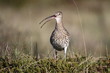 Brachvogel