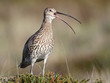 Brachvogel