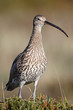 Brachvogel