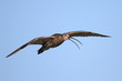 Brachvogel im Flug
