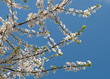 Wildpflaumenblüte