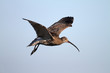 Brachvogel im Flug Brachvogel im Flug
