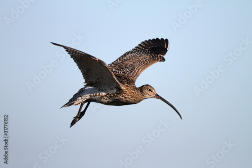 photo par Naturfoto-Ottmann.de