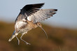 Brachvogel
