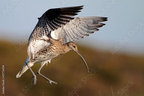 photo par Naturfoto-Ottmann.de