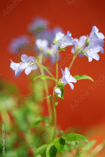 Photo: blumen - polemonium reptans blumen - polemonium reptans
