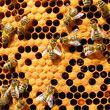 Bees working on honey cells in beehive. Close up macro. Bees working on honey cells in beehive. Close up macro.