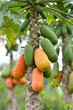 papaya