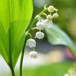 muguet