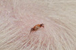 Gemeiner Holzbock - Zecke (Ixodes ricinus)