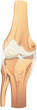 knee joint