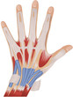 muscles in human hand
