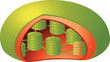 plant chloroplast