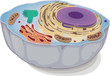 an animal cell