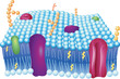 cell membrane